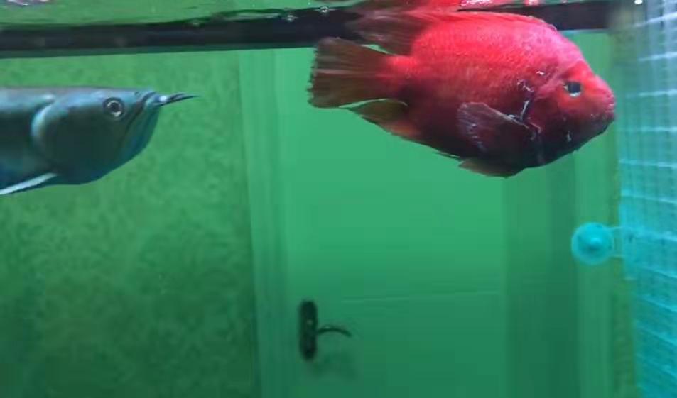 水霉病还有救吗,水霉病观赏鱼怎么治疗