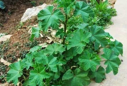 农村适合做什么小买卖最挣钱,在农村卖什么小本生意才能挣钱