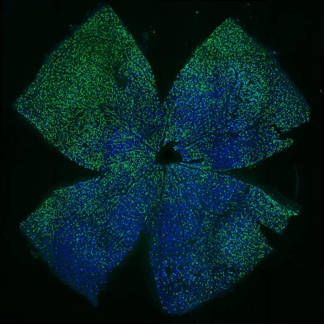 nature封面的启发,nature封面完整版
