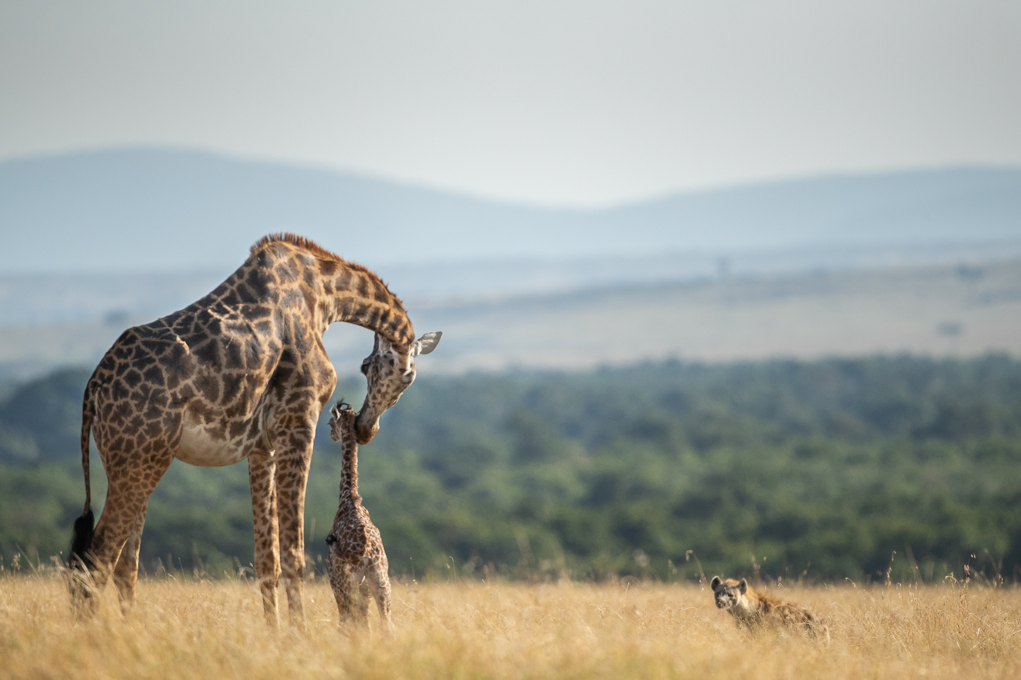 科学家在非洲发现两只“侏儒”长颈鹿，脖子不短，但是身体像马