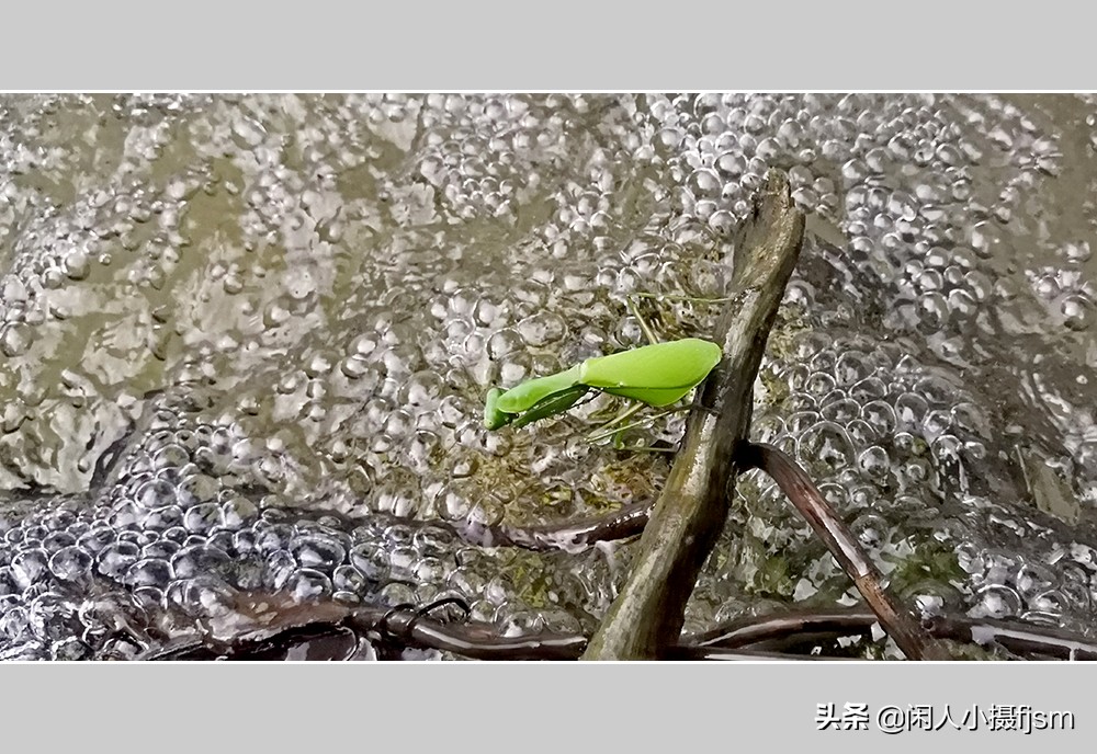 被铁线虫寄生了螳螂如何拯救,是不是每个螳螂都会被铁线虫寄生