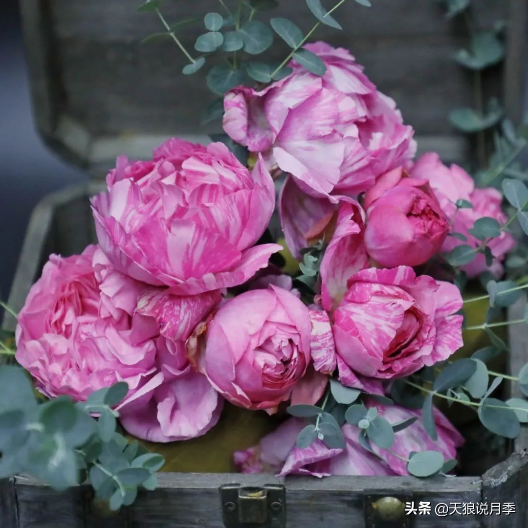 月季控对美的极致追求，尽在伊芙系列