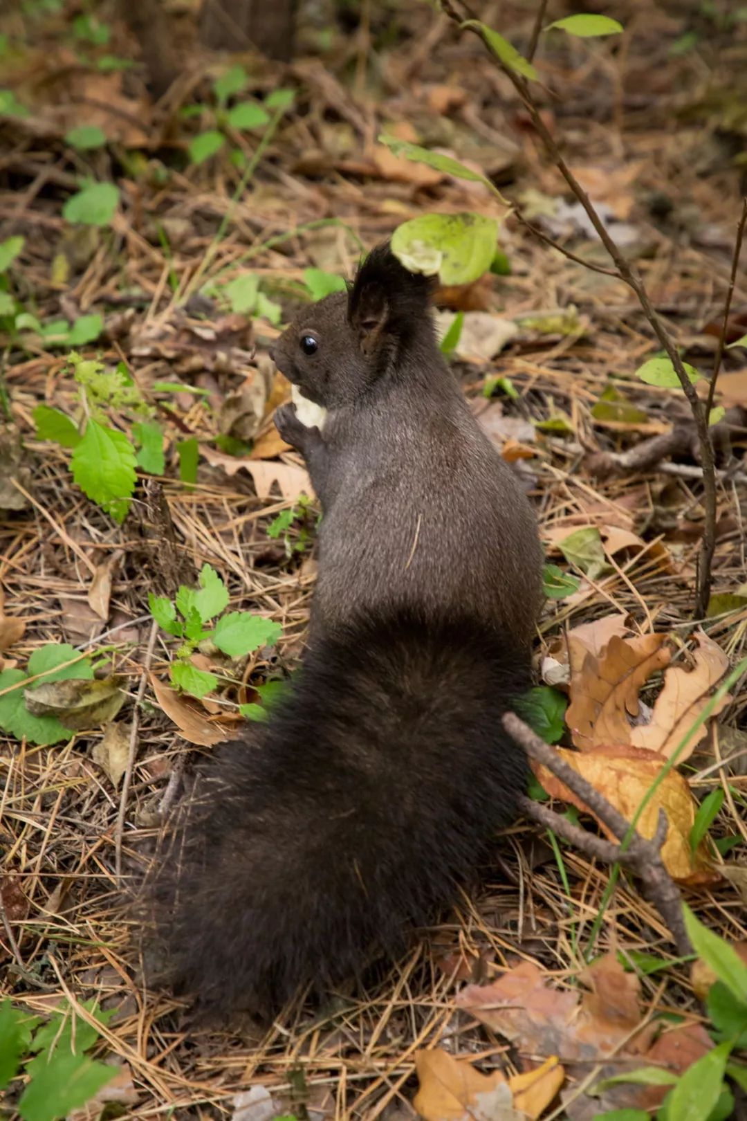 一汽长春如今怎么样了,曾经的长春一汽