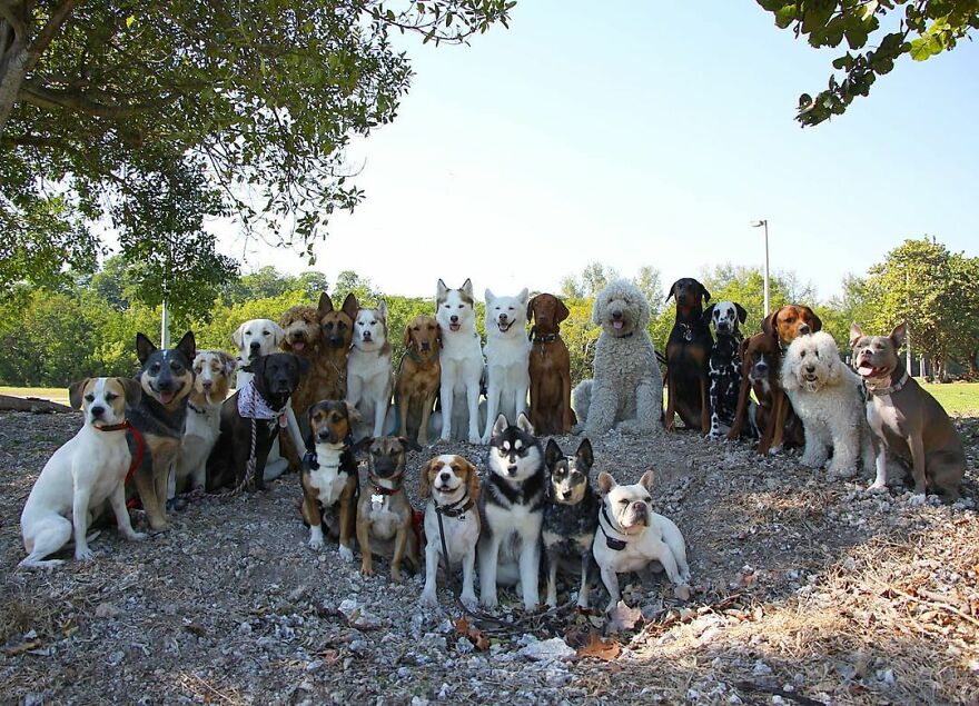 一群狗狗的原图,一群狗狗大合照