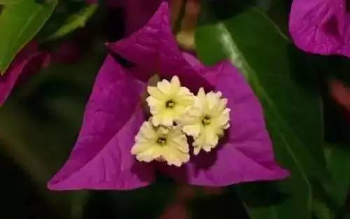 全国56个城市的市花,全国56个城市市花一览