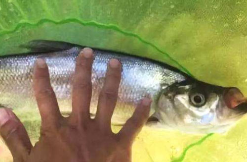 野外钓鱼的最佳钓法,野外钓翘嘴怎么钓最好