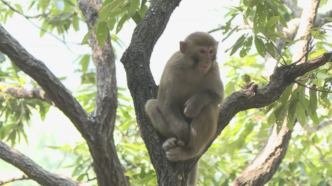 非常游学团少儿频道,非常游学团第二季