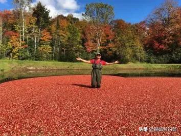 蔓越莓小知识,蔓越莓的秘密