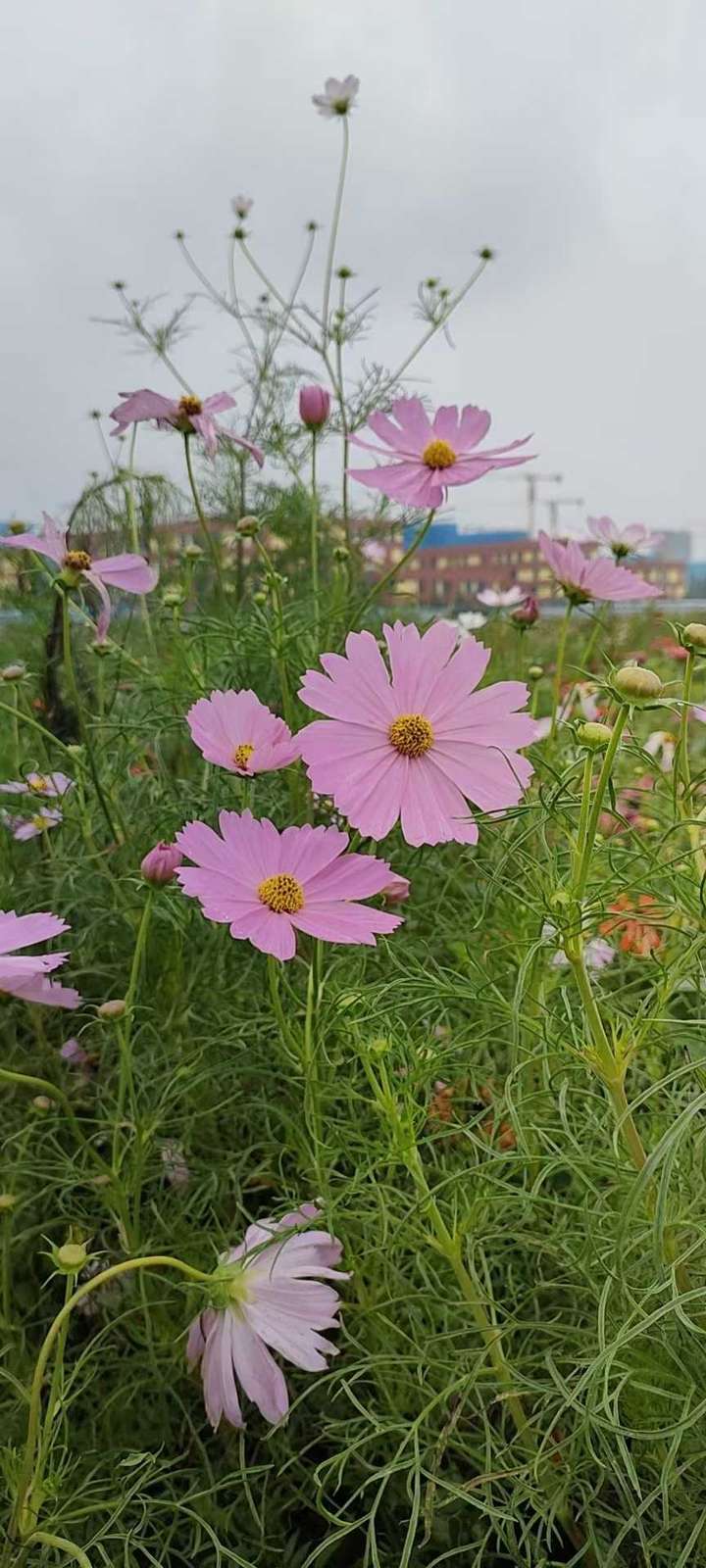 王玉芹原创回忆散文｜深深地思念，记我的启蒙老师