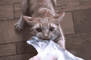 最便宜又最健康的猫咪零食,推荐给猫咪买的零食科普