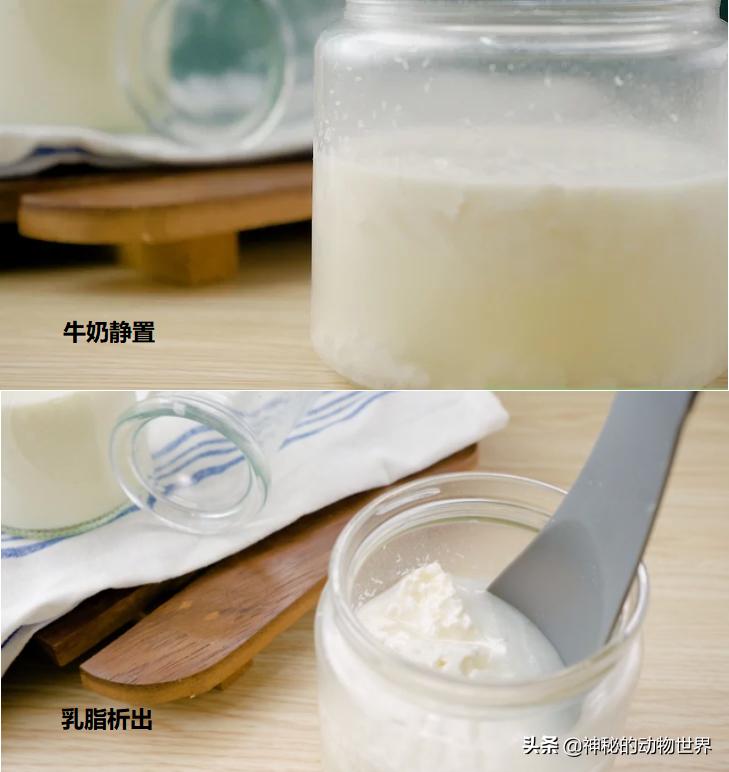 奶牛产奶到变成奶粉的过程,奶牛的奶怎么产出来的