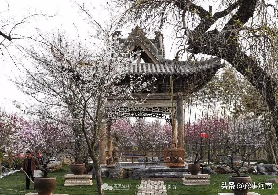 河南许昌樱花景点,许昌樱花最美的地方