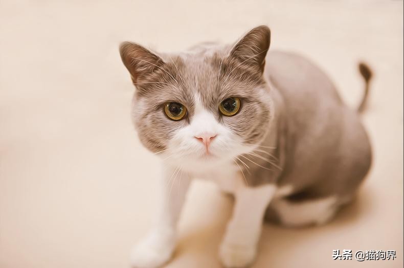 猫咪第二次生产还会难产么,猫咪生产的时候如何安慰