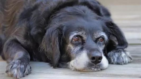 宠物体检行业,宠物医生这个行业前景