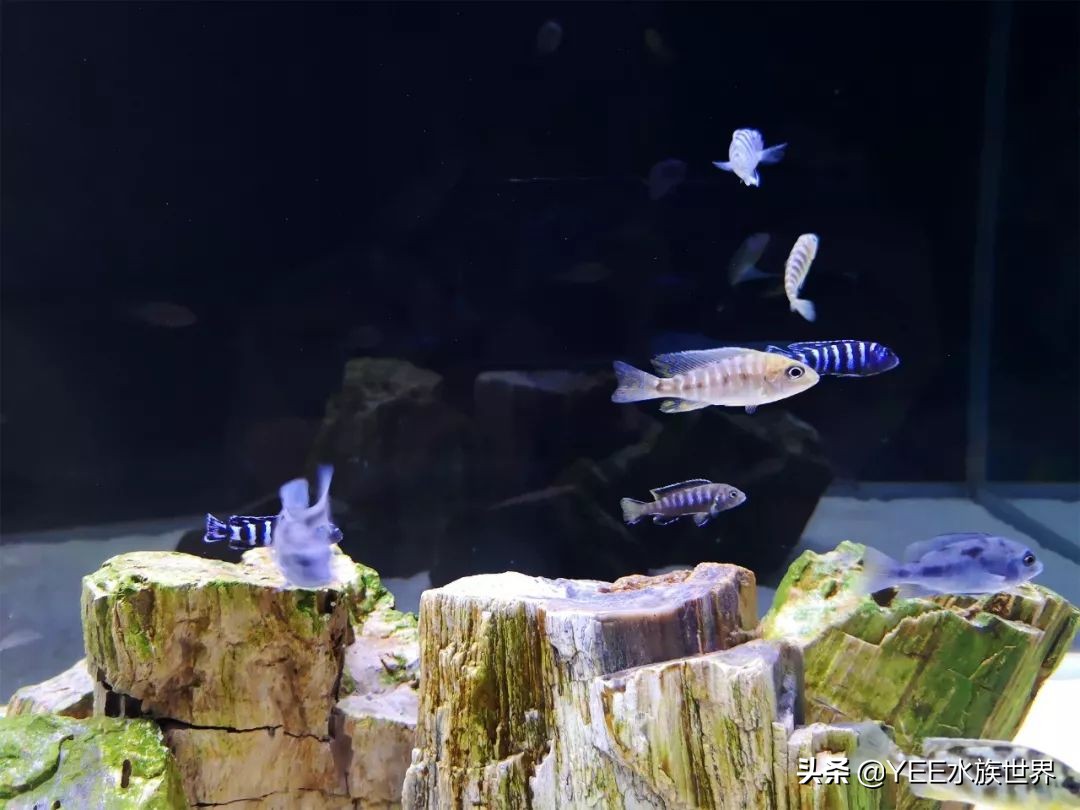 慈鲷太凶不想养了,养慈鲷注意事项