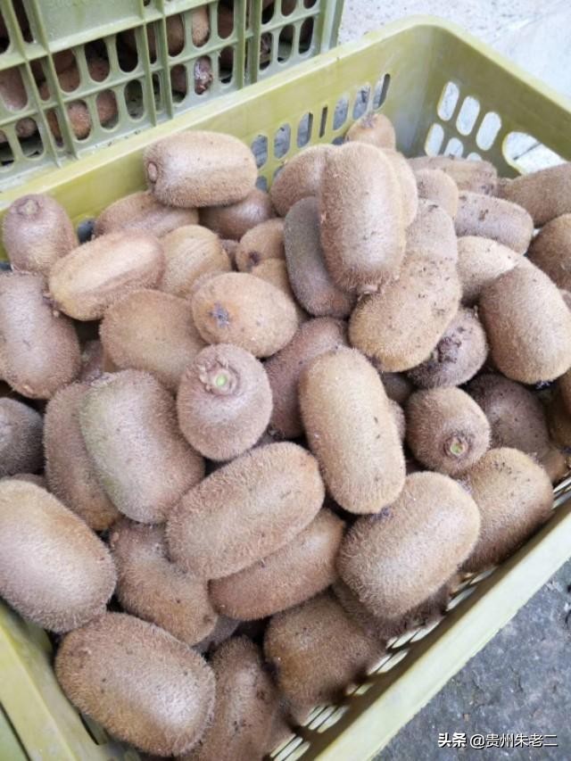 猕猴桃分级果价格,猕猴桃规格表