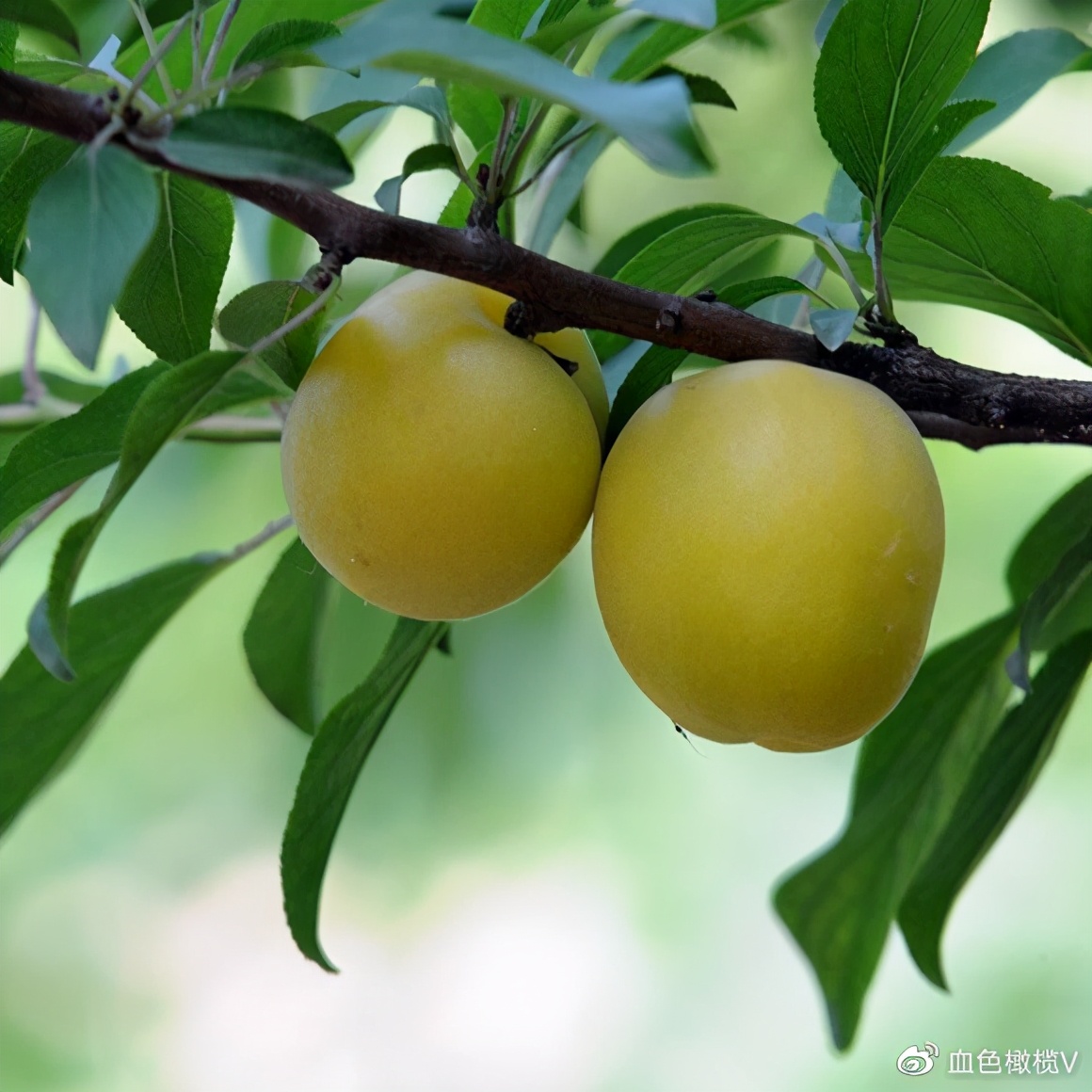 盘点十大新疆的特产,新疆有哪些受欢迎的水果