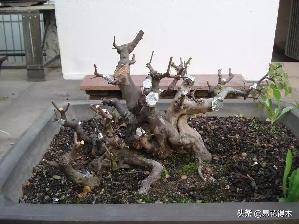 下山桩杀根没到位怎么处理,下山桩的处理方法