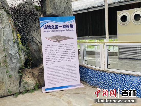 中国鲟鳇鱼历史,水中活化石鳇鱼