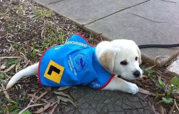 学姐来了|请相信和接纳认真工作的狗狗们——导盲犬