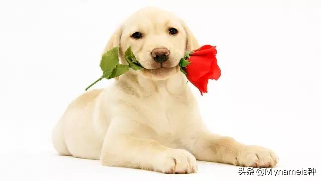 属相天命,十二属相的解析与分析