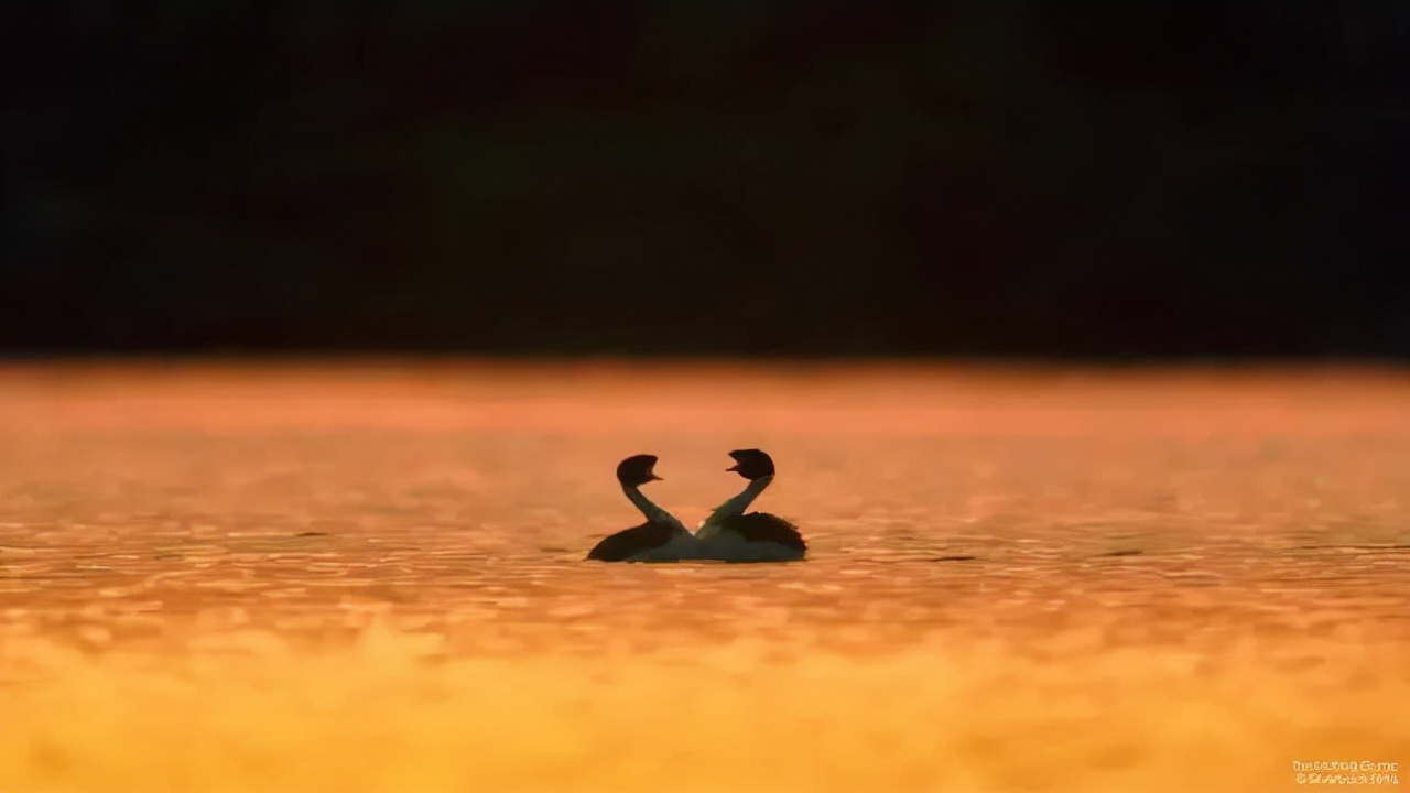 9.9恋爱游戏,9.9分恋爱番