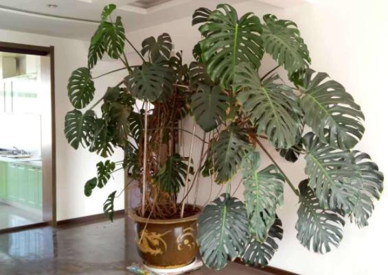 乔迁新居的植物推荐有哪些,乔迁新居购买什么植物好