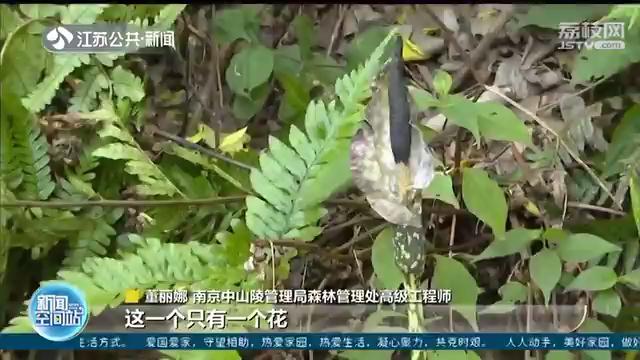 开花魔芋和不开花魔芋,蔬菜魔芋有毒吗