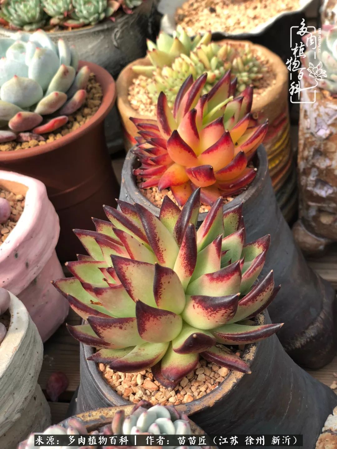 多肉之江湖：众肉友们，修仙渡劫几何了？