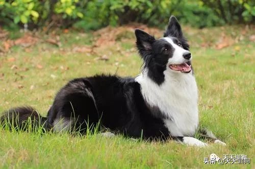 狗狗缺钙怎么办怎么给狗狗补钙,狗狗缺钙的症状及治疗方法