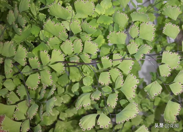 上水石上用什么土栽培绿植,适合种在上水石上的绿植