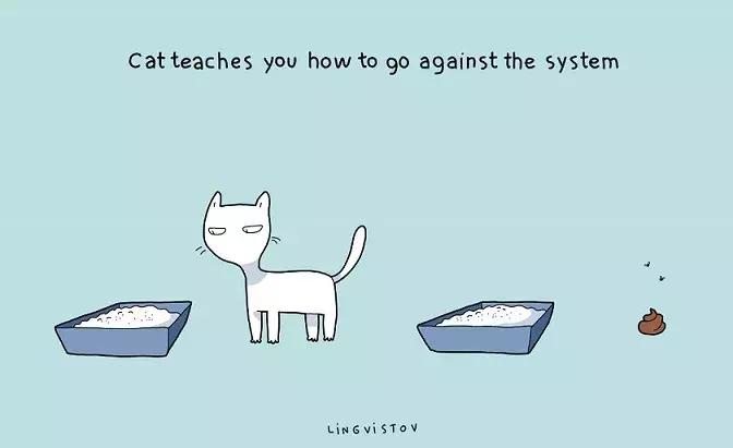 家里养猫的好处也太多了吧,养猫一公一母有什么好处