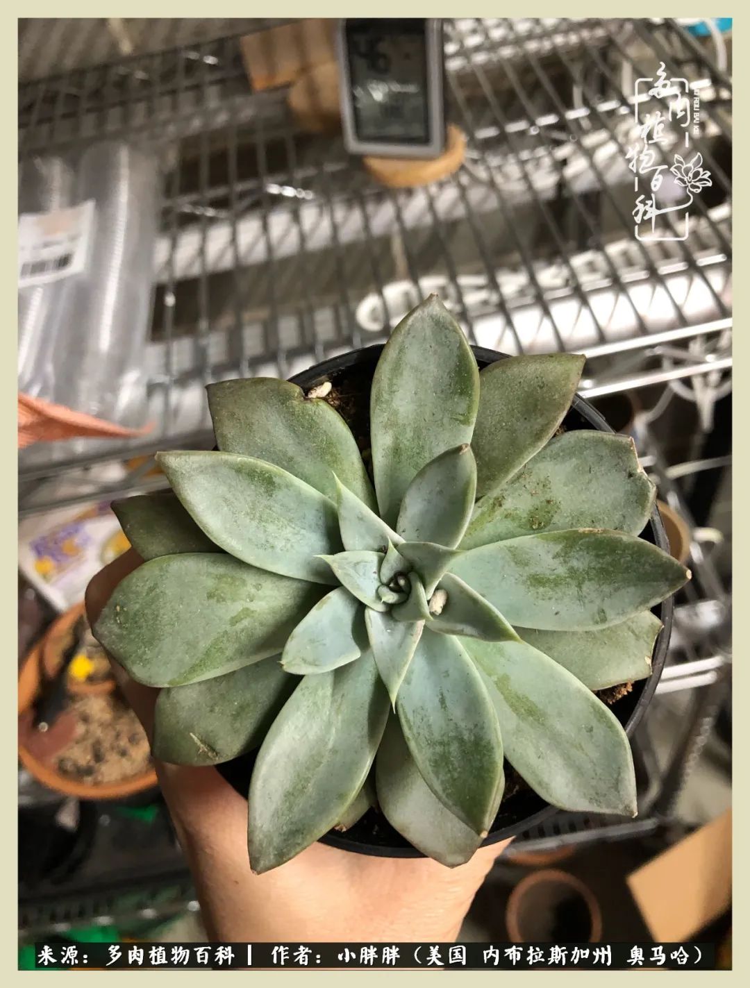 多肉小白入坑攻略,多肉小白2个月成功入坑