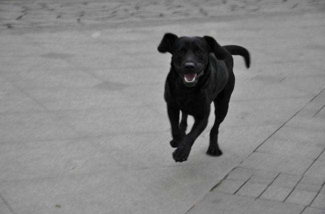 为啥狗狗交配后就跑?资深铲屎官也未必知道