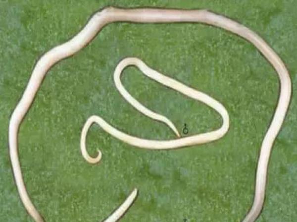 畜禽寄生虫怎么防治,养鸡绦虫防治