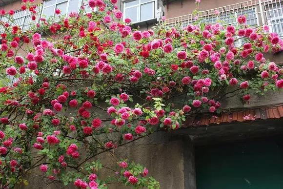 藤本月季秋季怎么修剪才会花墙,最丰花多季开花的藤本月季