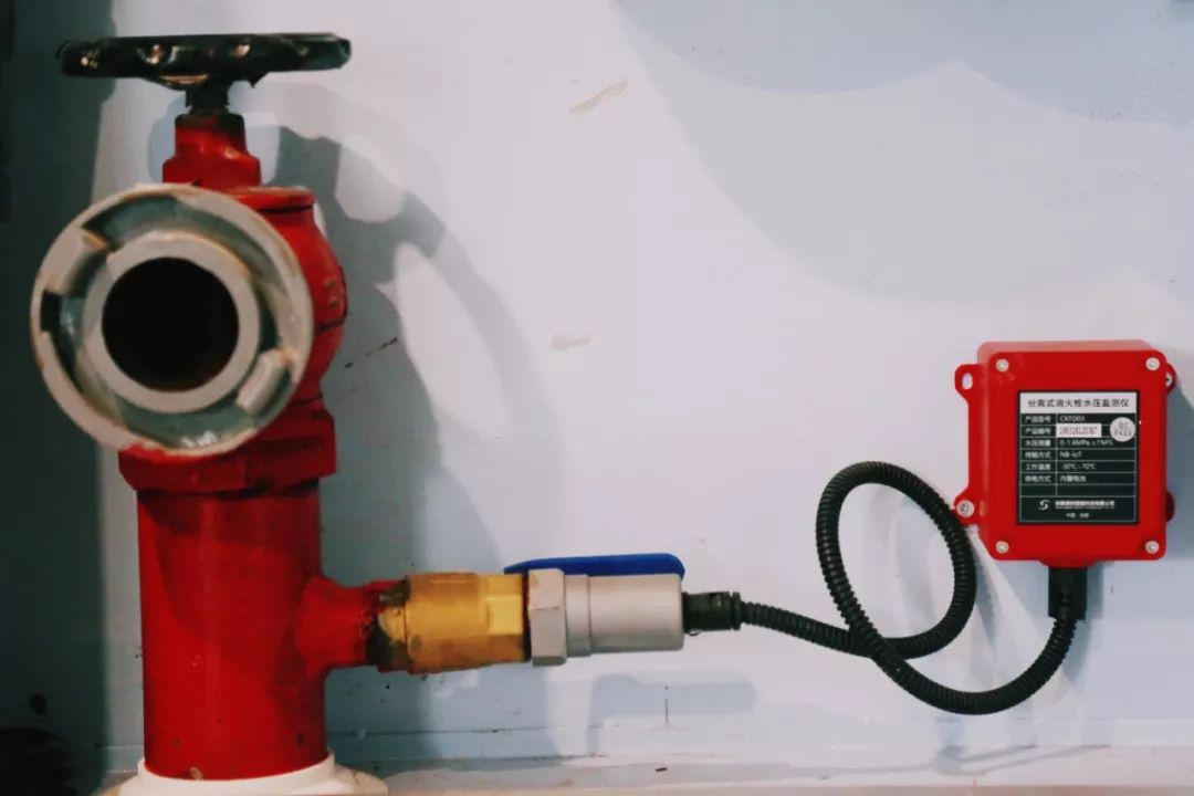 在江夏，我遇见了青松