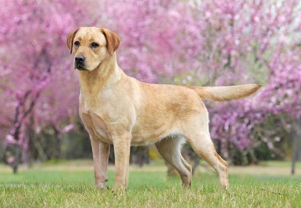 拉布拉多犬怎么养最佳,拉布拉多犬好养吗怎么才能听话