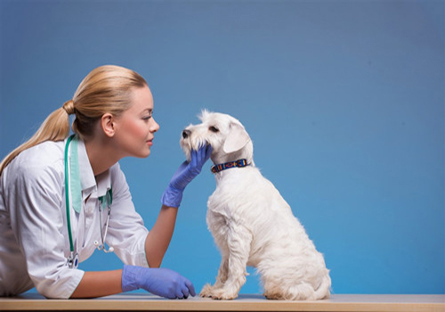 狗狗幼犬不吃饭怎么办,狗狗15岁了呕吐不想吃饭怎么办