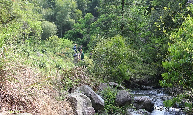 安徽产茶,中国产茶的四大茶区
