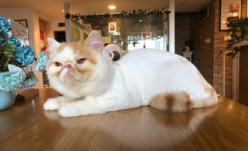 夏日养猫好物,夏日养猫必备物品有哪些