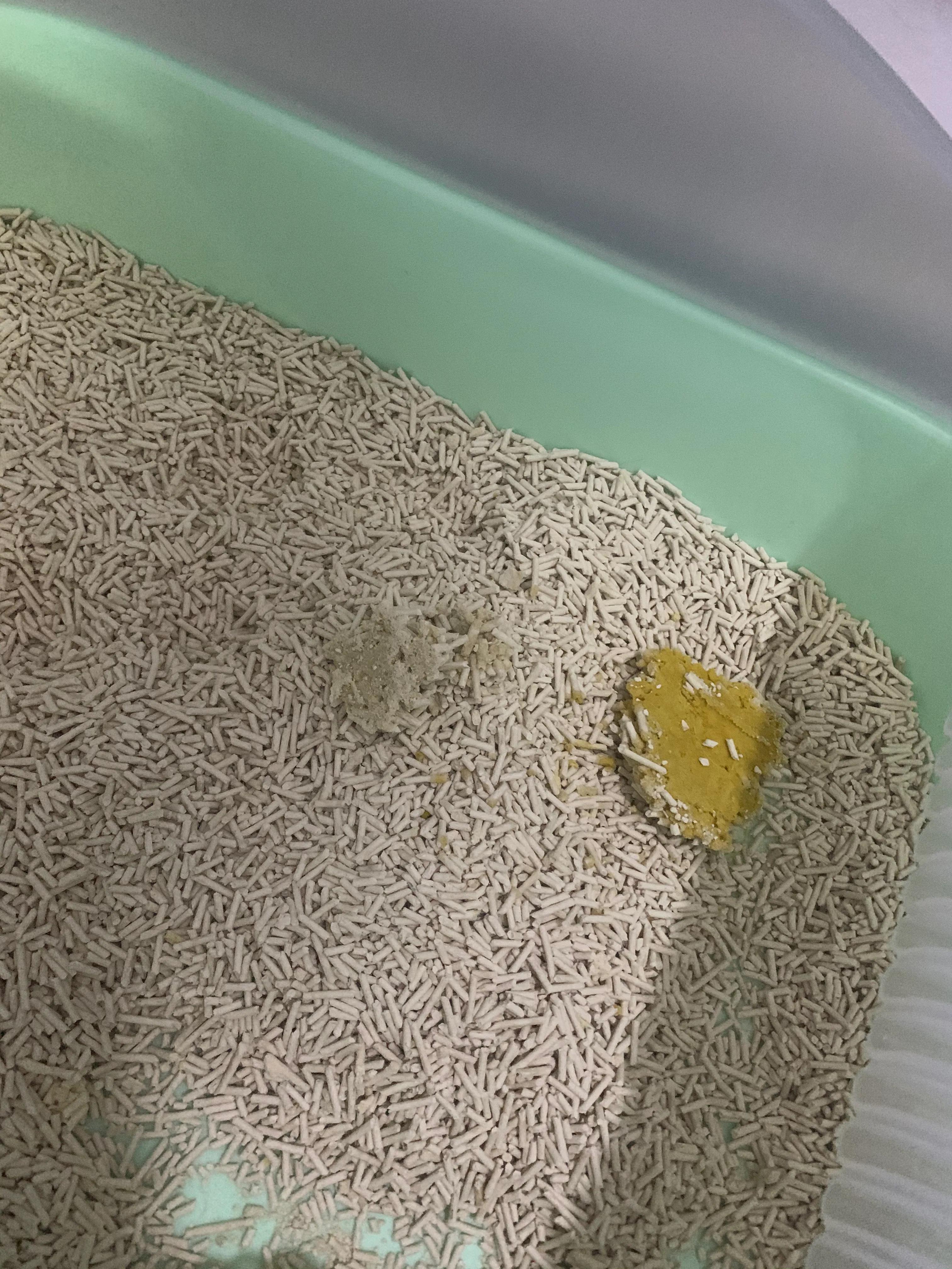 猫咪脂肪肝会引起黄疸吗,猫咪得了脂肪肝怎么办