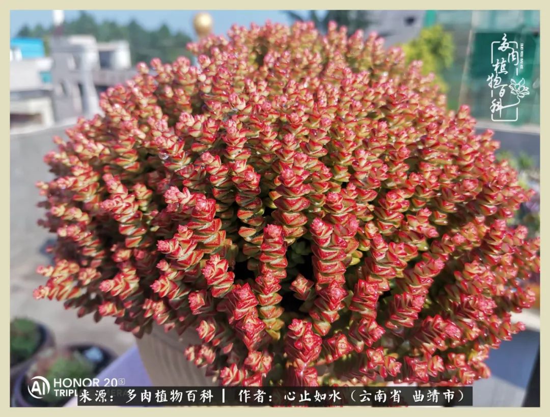 感谢陪伴感恩所有的遇见,让每个人都能感受到多肉的美好