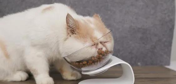 怎么科学的给猫喂饭,猫怎么定点喂食呢