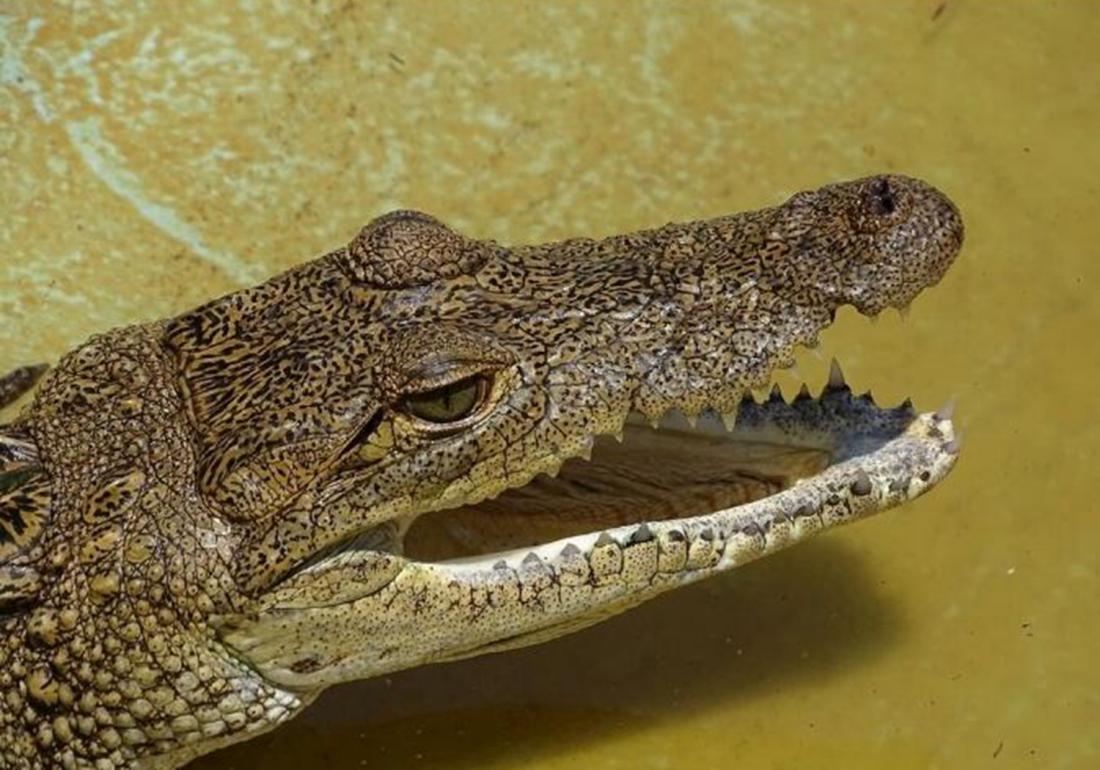 鳄类养殖方法,鳄龟养殖有什么用