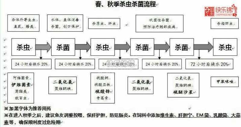 鱼缸养锦鲤鱼技术大全,缸养小锦鲤鱼的基本方法
