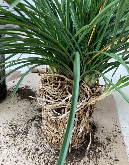 客厅高端大气摆件青花瓷盆,闲置花瓷盆放什么好