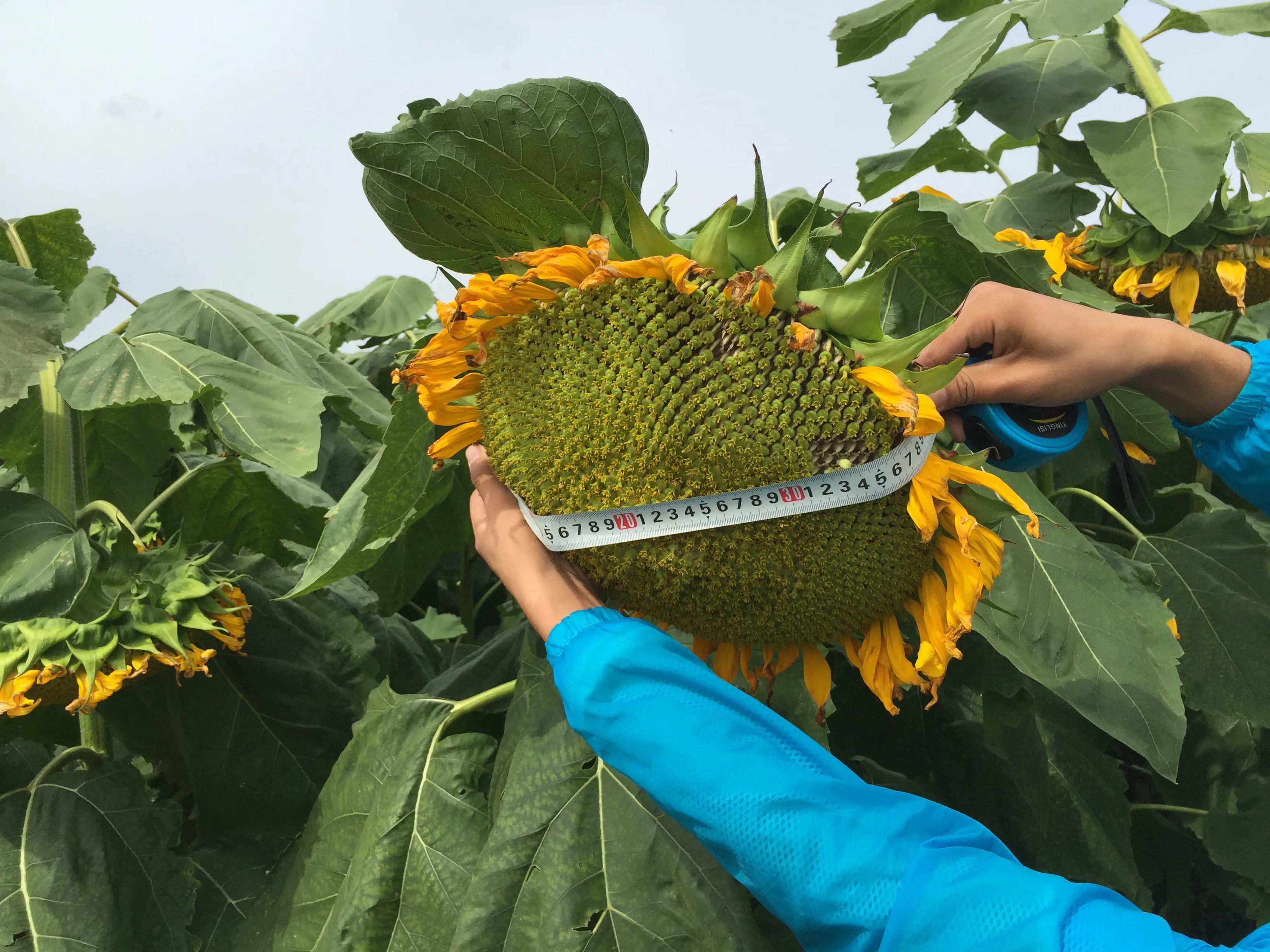 农民创业卖农产品,返乡农民农业创业