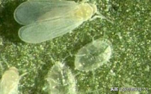 甜瓜品种更香更甜更高产易栽培,冬季大棚甜瓜高产栽培技术