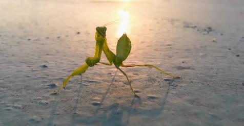 动物侠记：双刀客螳螂，双刀斗遍武林豪杰，却是个怕老婆的主